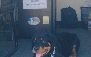 healing-properties-sober-living-mascot-rottweiler-awesome Healing Properties Sober Living Delray Beach Halfway House